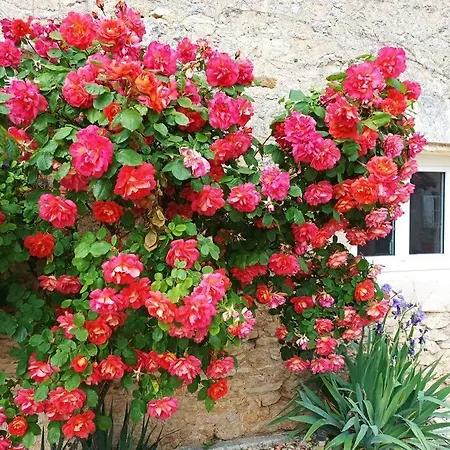 Maison Les Iris - 3 Et 3 Salles De Bain - 3 à 6 Personnes - Futuroscope